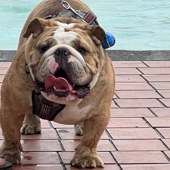 Meet your Posher, Gloria - Picture 2 of 8